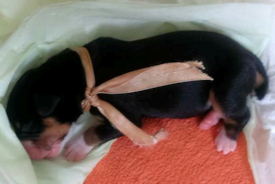 Jaylah at 2 days old