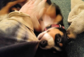Enjoying puppy love and playtime in Prague hotel