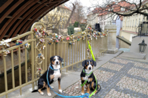 Our Czech Entlebucher friends Bady & son Berry