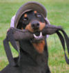 our Doberman Ryka