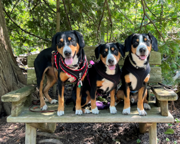 Risa, Jaylah & Geordi in Door County
