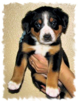 picture of Data at 5 weeks old 