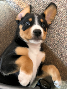 Entlebucher D-litter puppy Duncan
