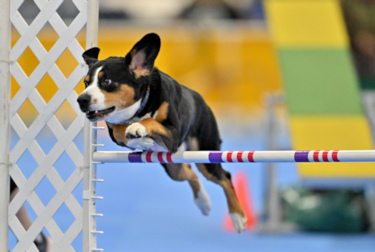 Geordi taking an agility jump