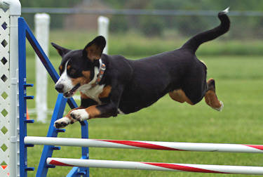 Kai agility jump