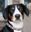 Entlebucher Kai