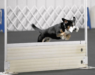 Data doing Open High jump