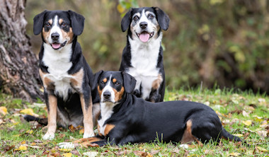 All 3 of our Entles; Data- left, Kai- right, Jaylah lying down in front