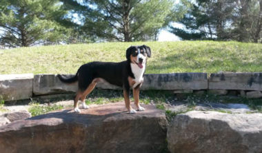 Data strikes a pose during a nature walk