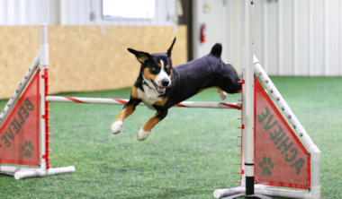 Geordi jumping at agility competition