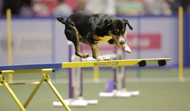 Risa agility teeter at the Invitationals