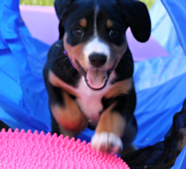 joyful baby tunnel