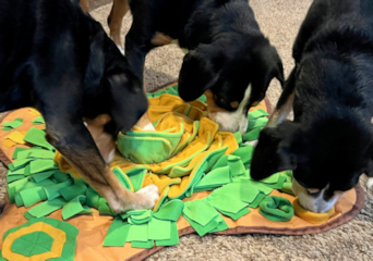 3 Entlebuchers using a snuffle mat